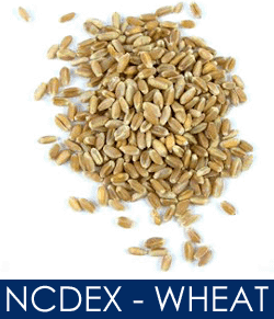 ncdex wheat tip