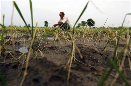 A farmer removes dried-up rice plants in his field in Zap village